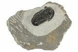 Detailed Gerastos Trilobite Fossil - Morocco #193928-2